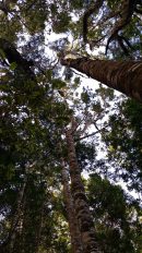 Ashton Mitchell Christmas 2018