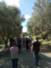 Big Day Out 2019 - Simunovich Olive Estate tour