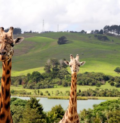 Big Day Out 2018 - The two giraffes pose for the camera
